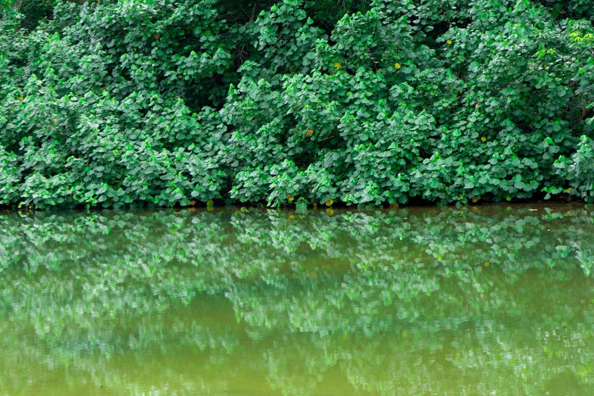 Dragonfly Beachfront Villas-Adult Only Punta Uva Exteriör bild